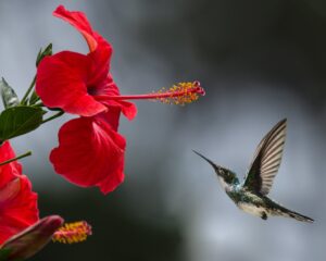 brown hummingbird selective focus photography