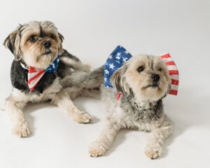 cute purebred dogs with accessories with american flag