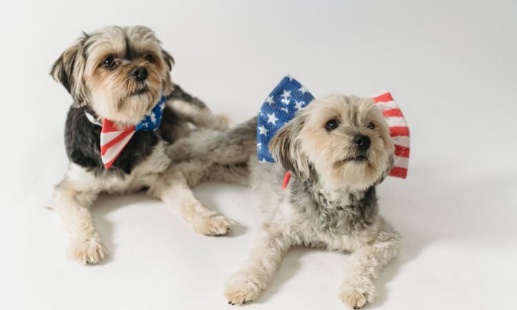 cute purebred dogs with accessories with american flag