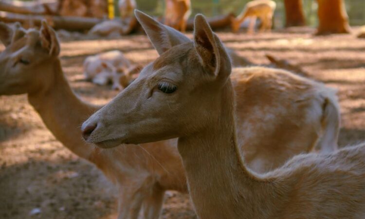 portrait of fallow deer in a serene forest setting