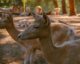 portrait of fallow deer in a serene forest setting
