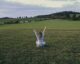 woman in gray long sleeve shirt sitting on green grass field with raised hands