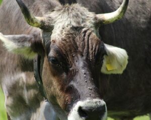 cow with bell