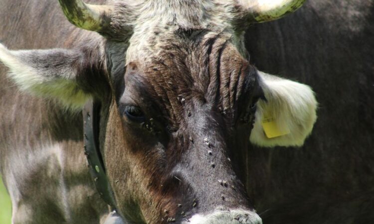 cow with bell