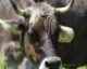 cow with bell