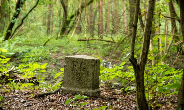 forest stone landmark in tranquil woodland setting
