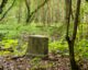 forest stone landmark in tranquil woodland setting