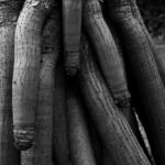 old tree trunk with rough bark in park