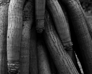 old tree trunk with rough bark in park