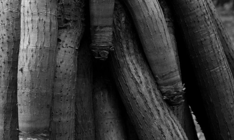 old tree trunk with rough bark in park